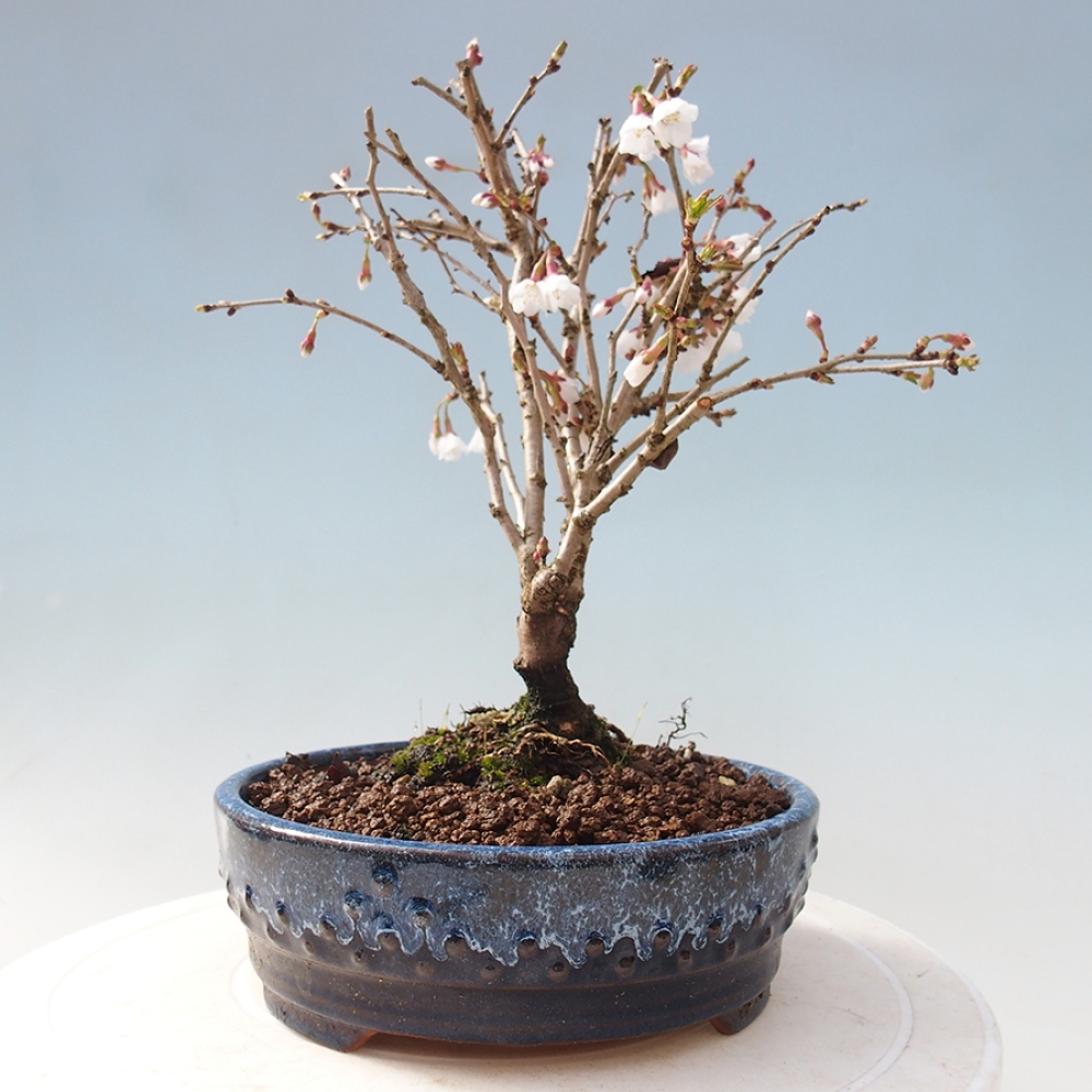 Bonsai im Freien - Prunus incisa Kojou-no mai-Pflaume geschnitten