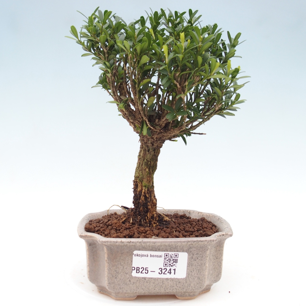 Zimmer Bonsai - Buxus harlandii - Kork Buchsbaum