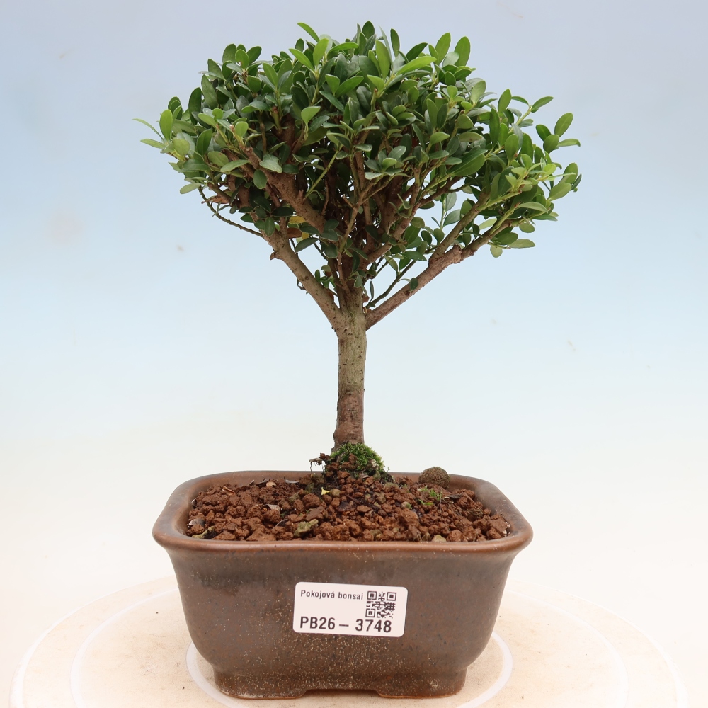 Zimmer Bonsai - Ilex crenata - Stechpalme