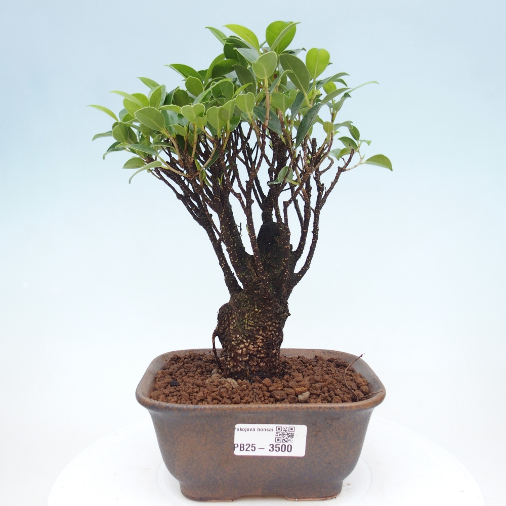 Zimmerbonsai - Ficus retusa - Kleinblättriger Ficus