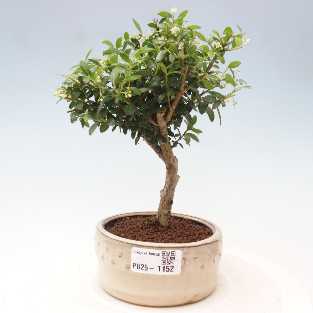 Zimmerbonsai - Ilex crenata - Holly