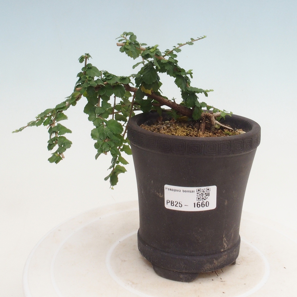 Zimmerbonsai - Grewia sp. - Kleinblättriges Grewie