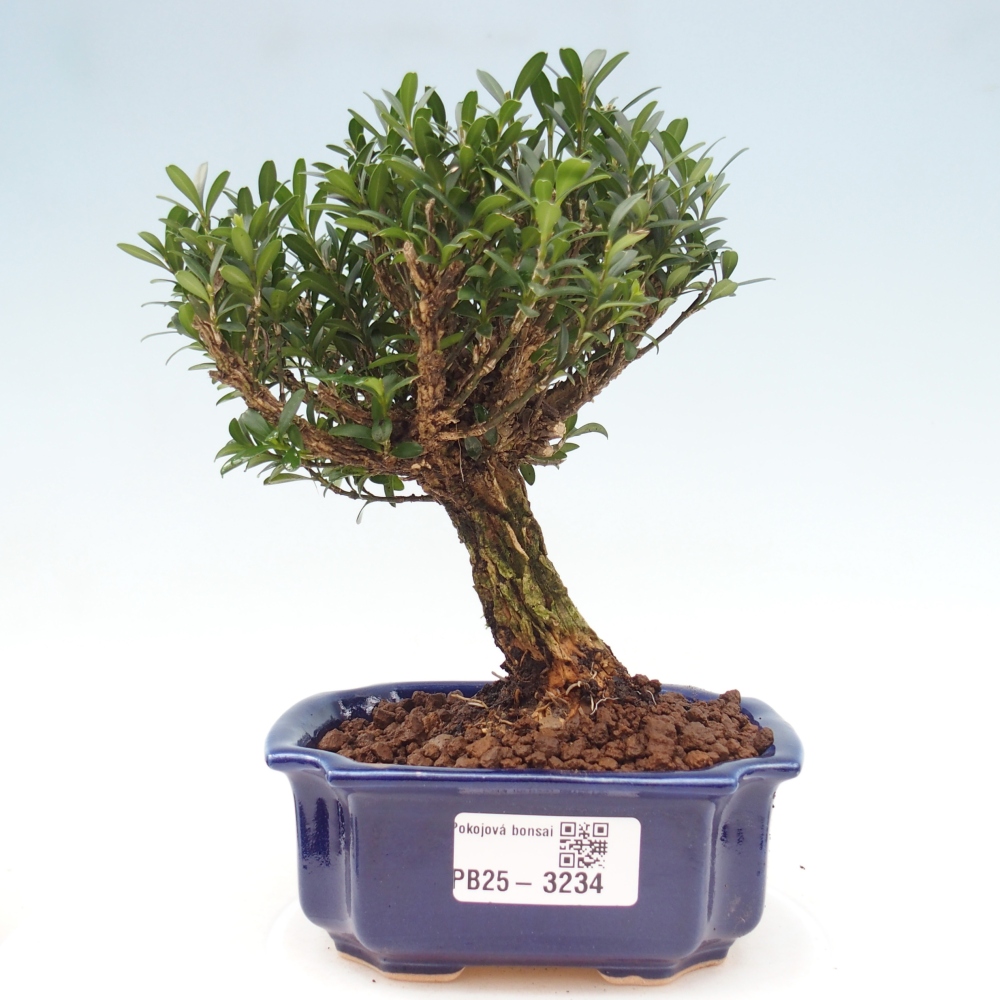 Zimmer Bonsai - Buxus harlandii - Korkbuxus