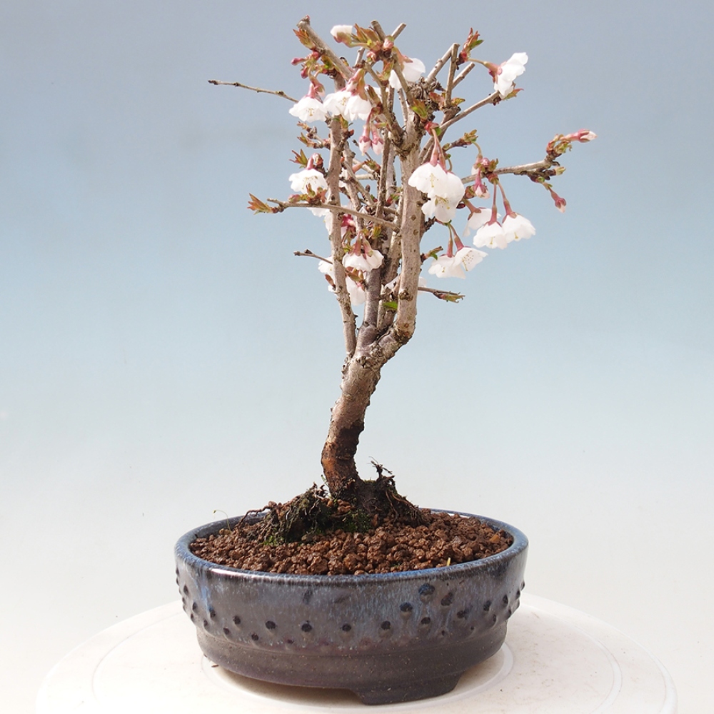 Bonsai im Freien - Prunus incisa Kojou-no mai-Pflaume geschnitten