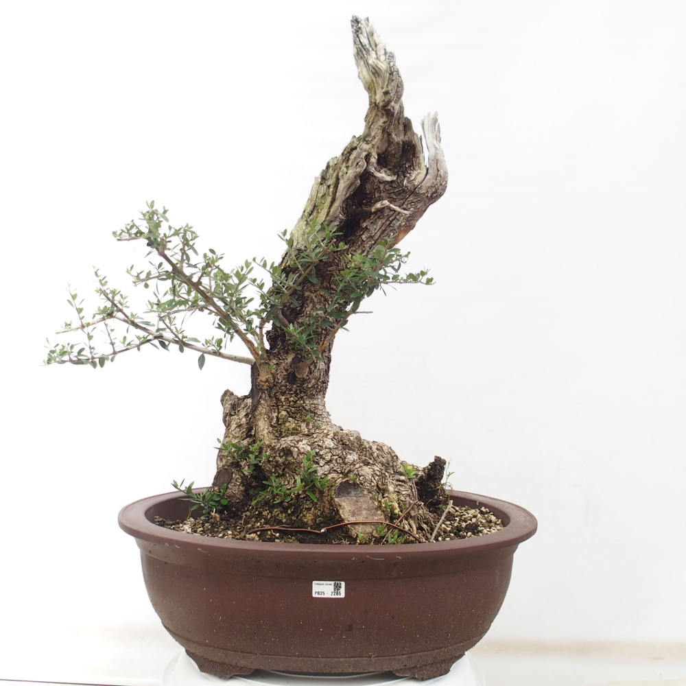 Indoor-Bonsai - Olea europaea sylvestris - Europäisches kleinblättriges Olivenöl