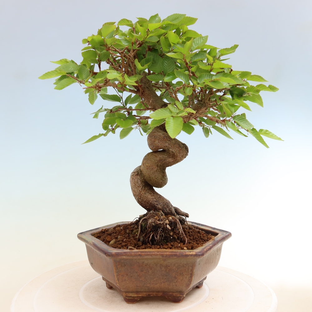 Bonsai für draußen - Karpinus Coreana - Koreanische Hainbuche
