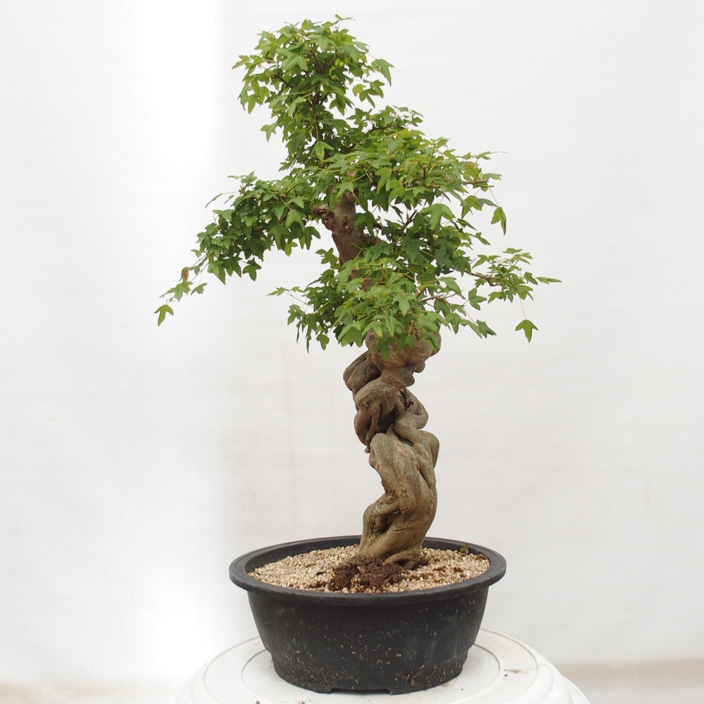 Bonsai im Freien - Ahorn Buergerianum - Burger Maple