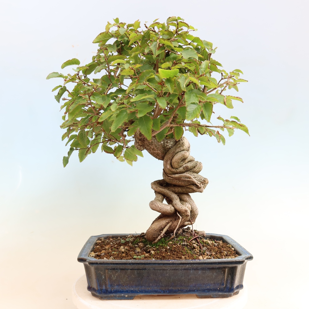 Bonsai für draußen -Carpinus CARPINOIDES - Koreanische Hainbuche