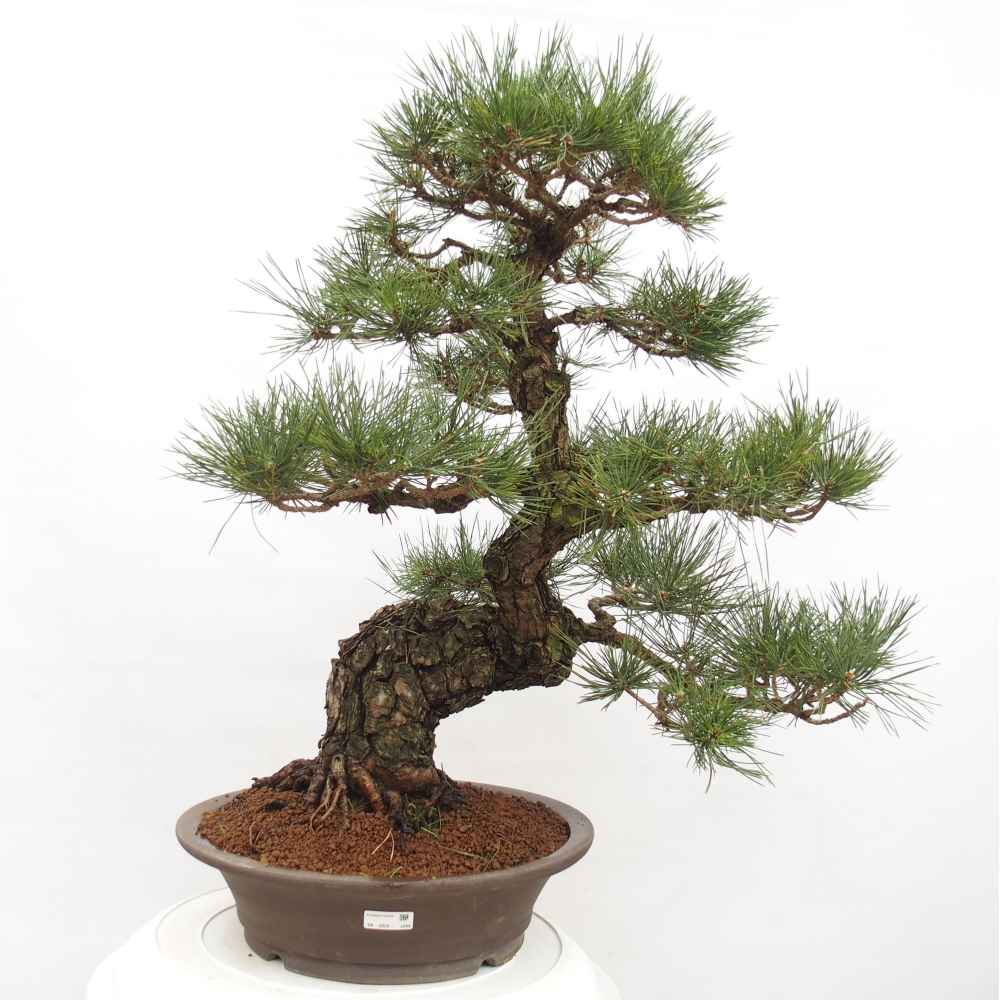 Outdoor-Bonsai - Pinus thunbergii - Thunbergkiefer