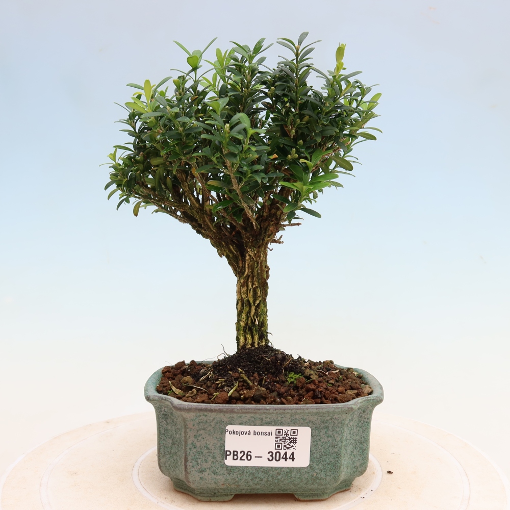 Zimmer Bonsai - Buxus harlandii - Korkbuxus