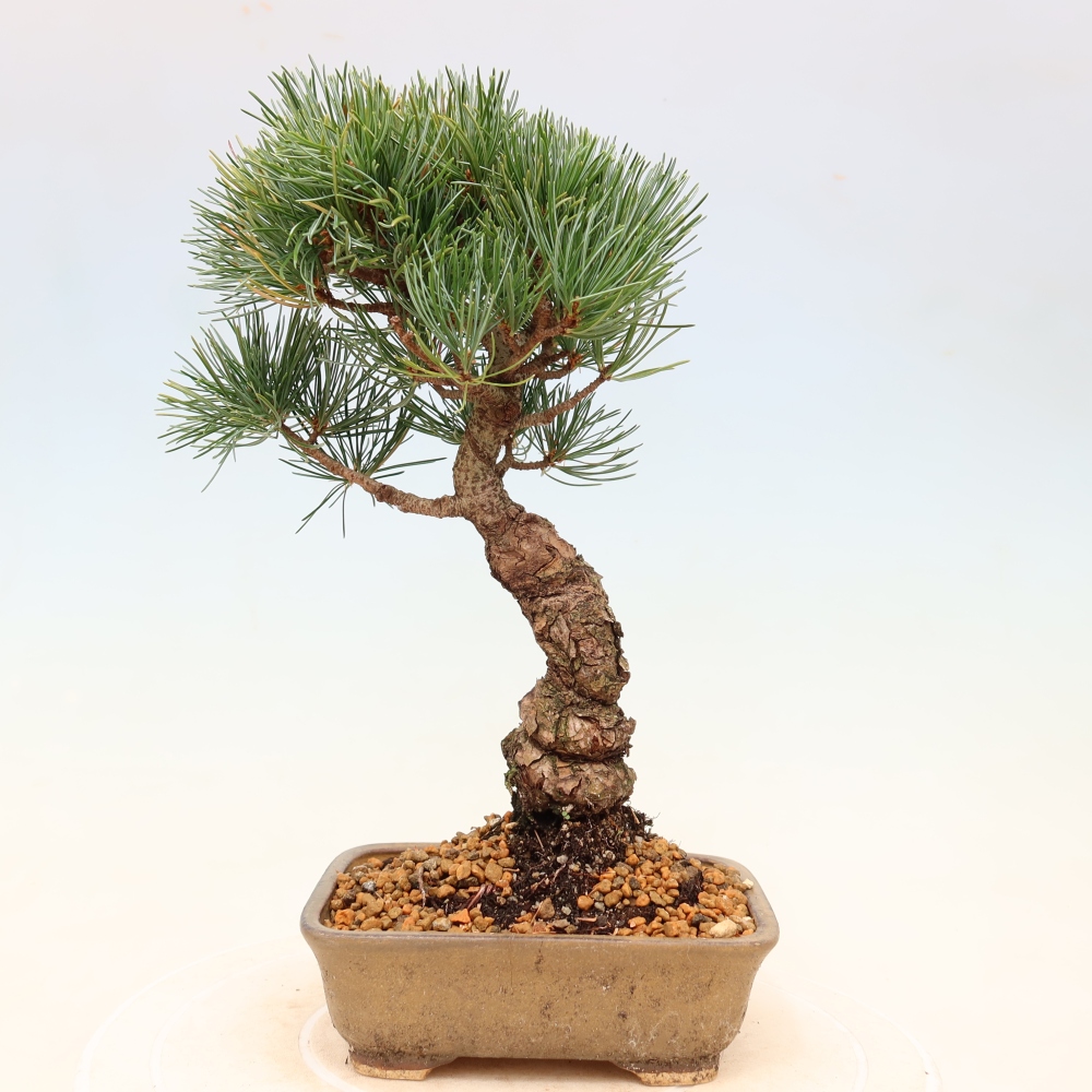 Bonsai für draußen - Pinus parviflora - Pinus parviflora