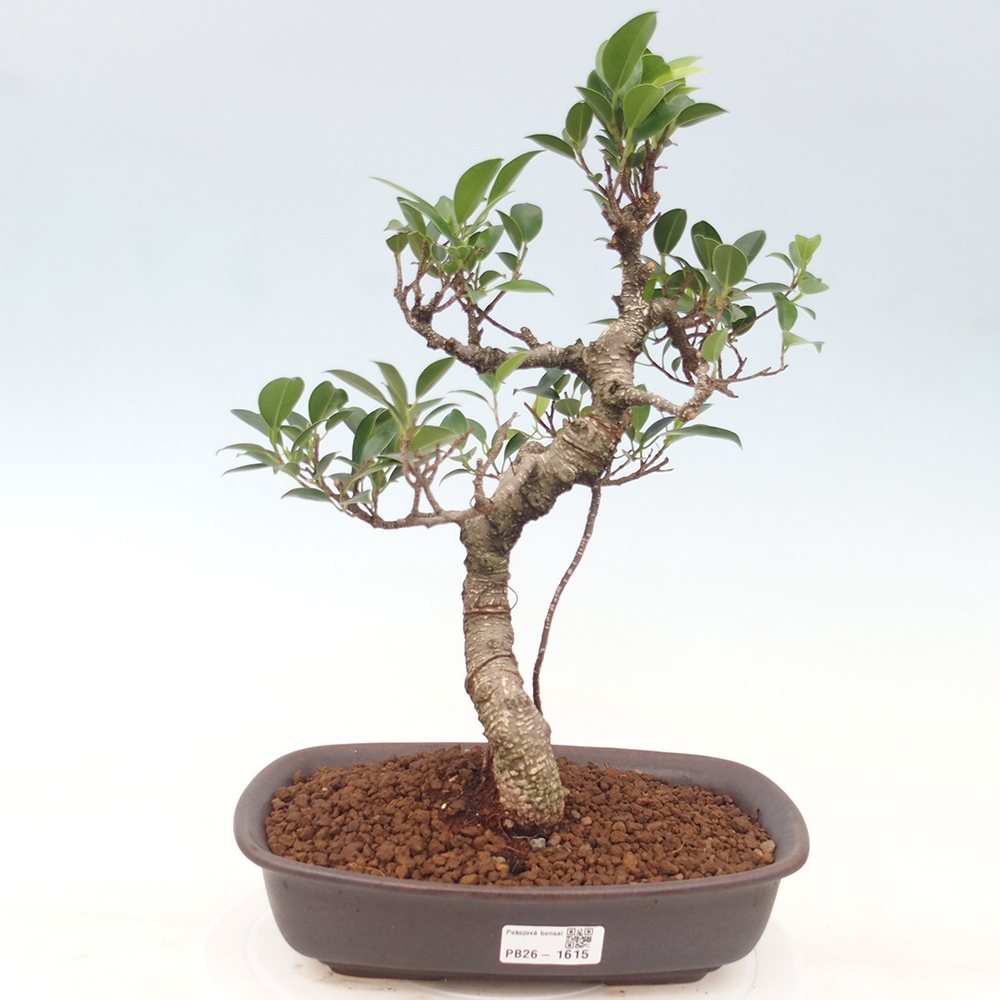 Indoor-Bonsai - Ficus kimmen - kleinblättriger Ficus