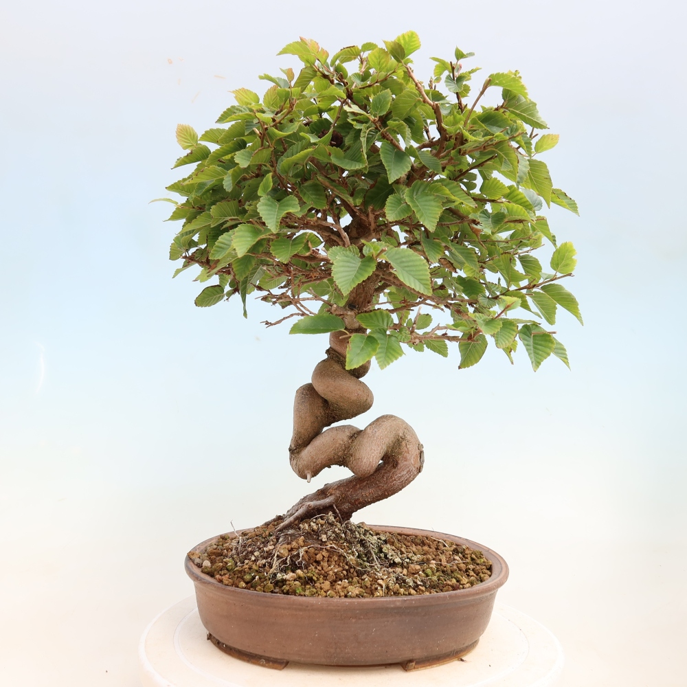 Bonsai für draußen -Carpinus CARPINOIDES - Koreanische Hainbuche
