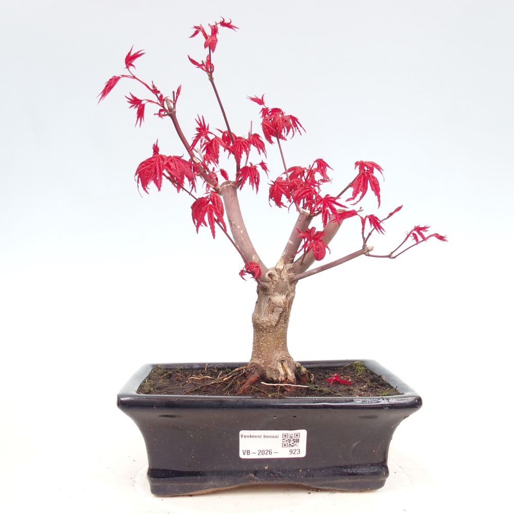 Bonsai für draußen - Acer palmatum DESHOJO