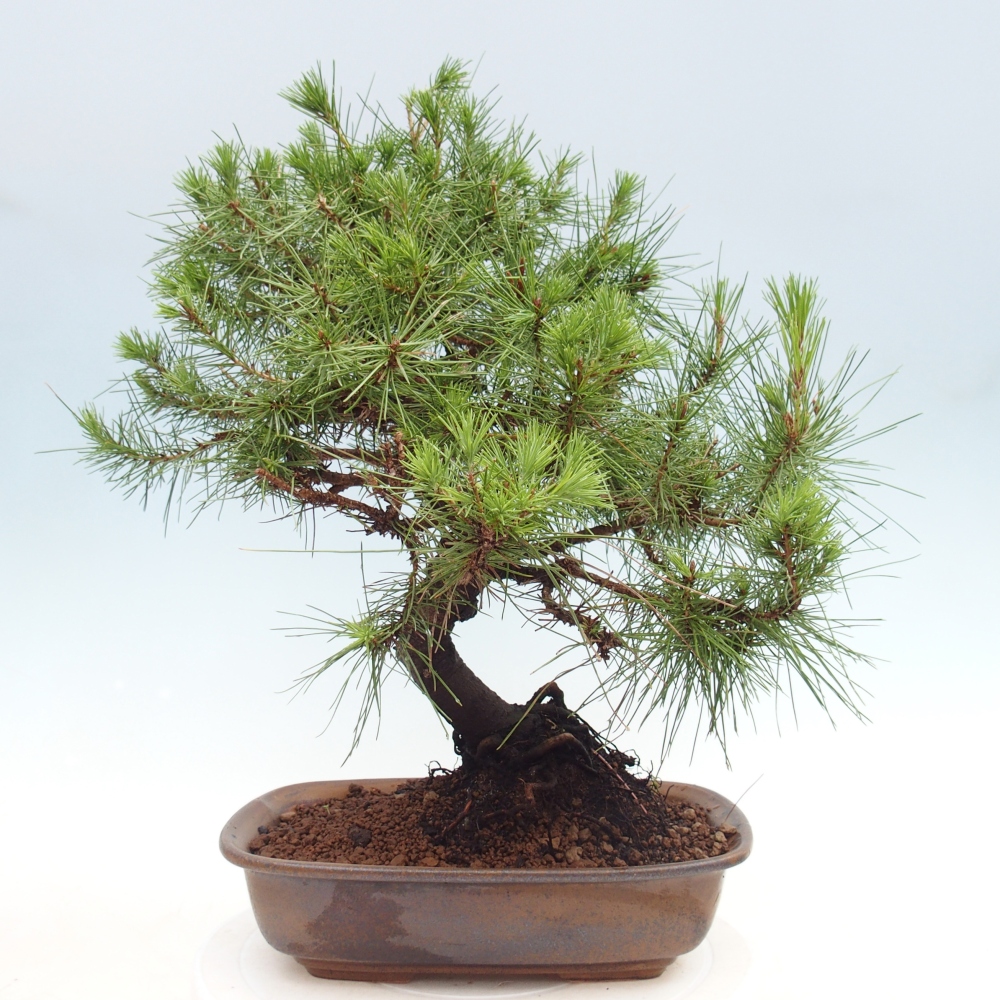 Zimmer Bonsai-Pinus halepensis-Kiefer von Aleppo
