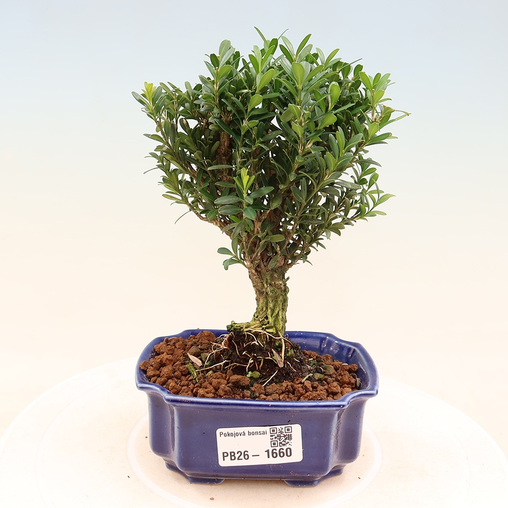 Zimmer Bonsai - Buxus harlandii - Korkbuxus