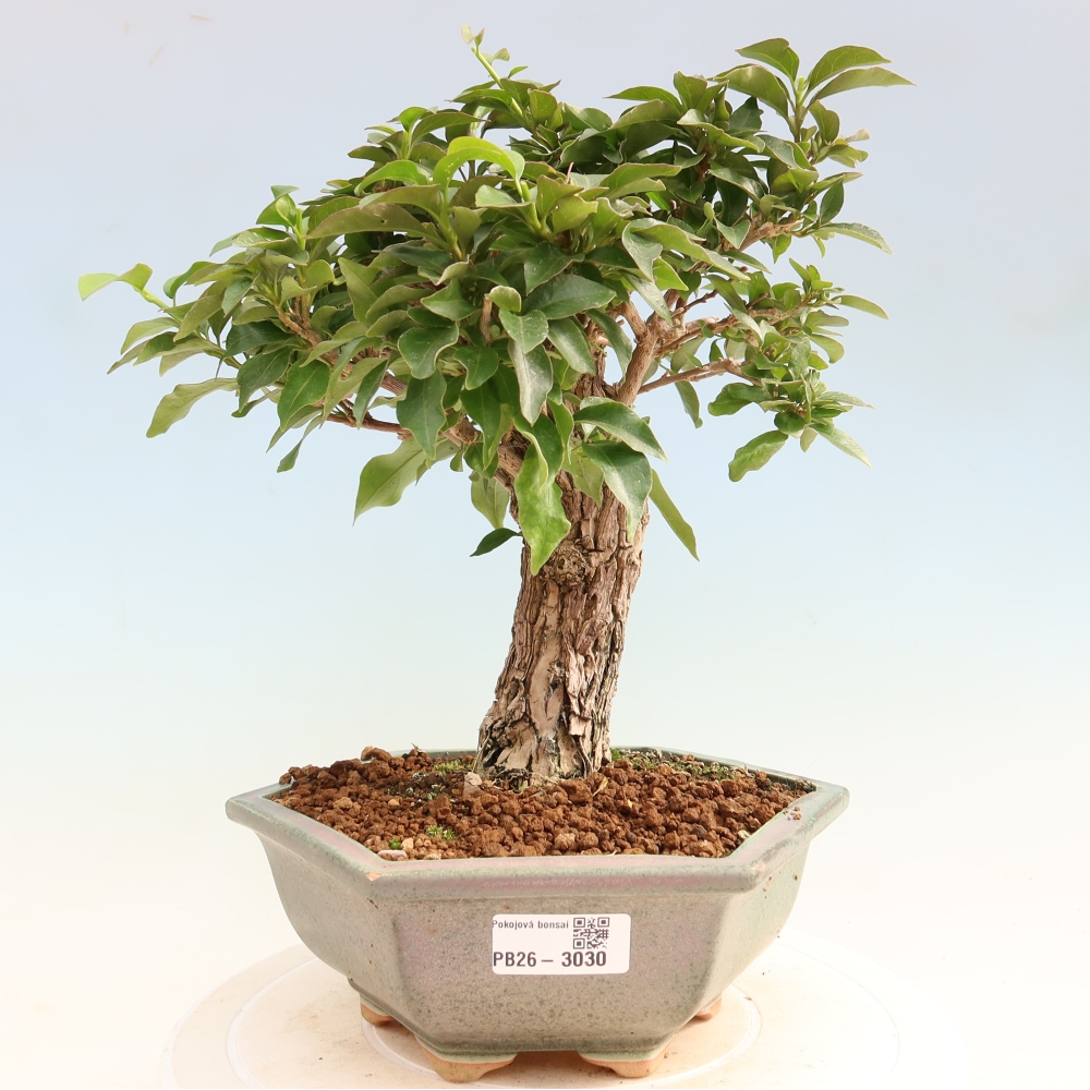Zimmer Bonsai - Bouganwilea