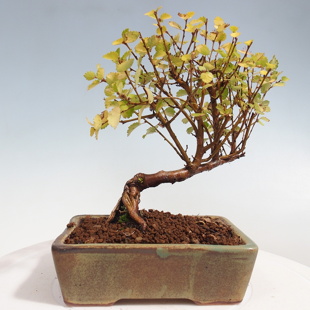 Bonsai im Freien - Zwergbirke - Betula NANA Treasure