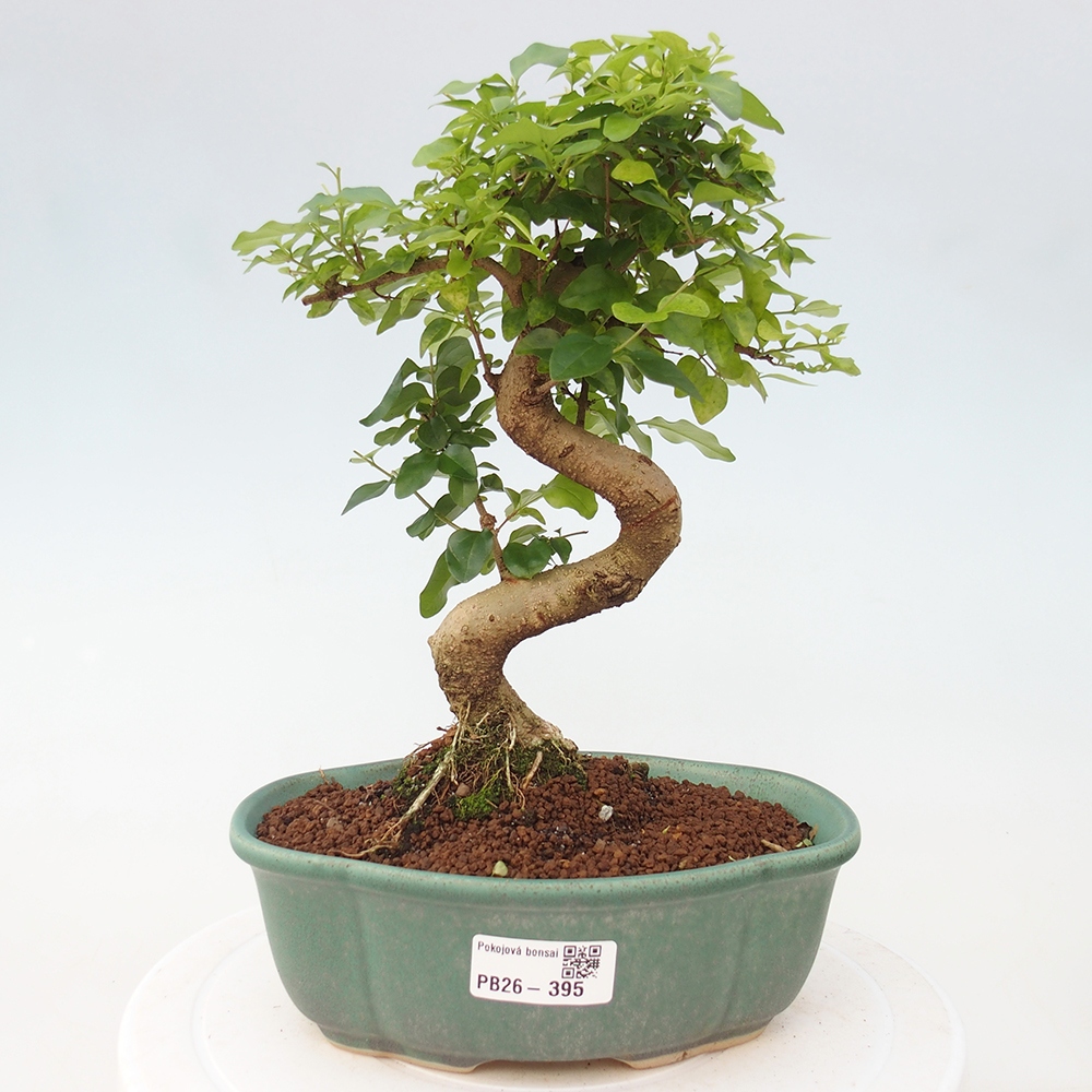 Zimmer Bonsai -Ligustrum chinensis - Vogelschnabel