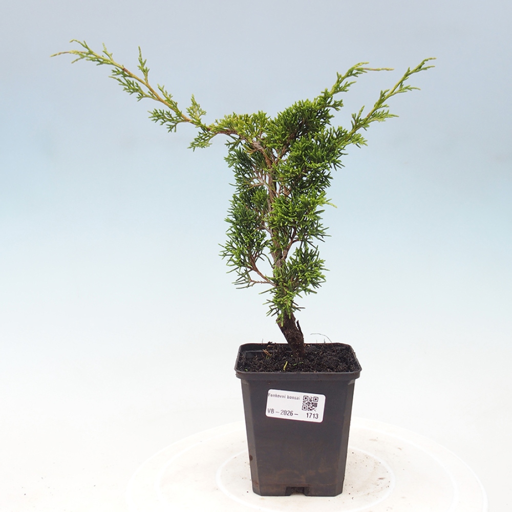 Bonsai für draußen - Juniperus chinensis Itoigawa