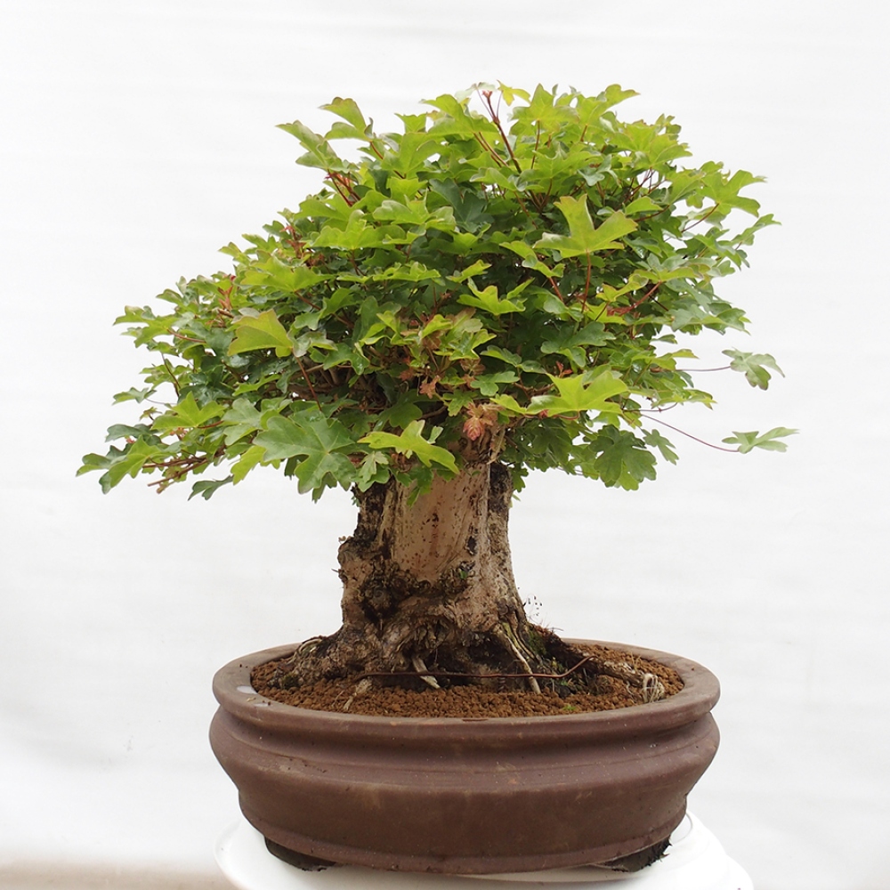 Outdoor-Bonsai - Acer Campestre - Baby-Ahorn
