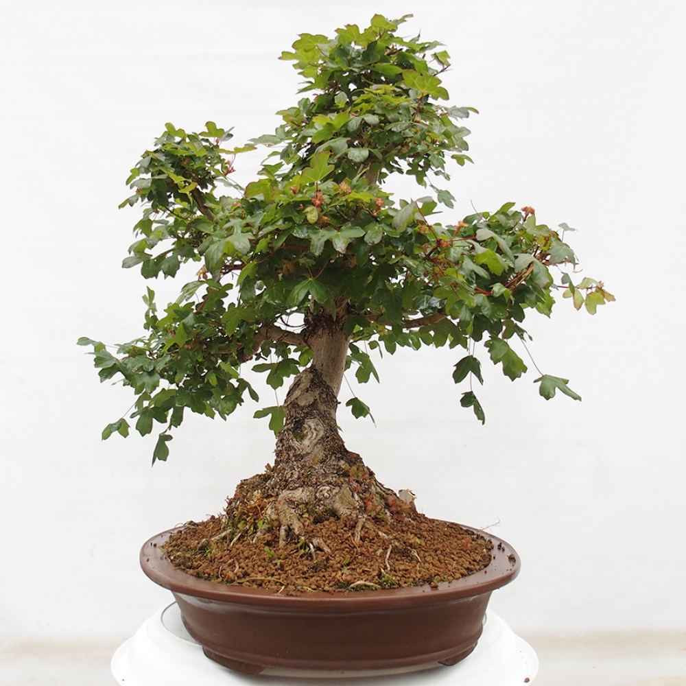 Bonsai im Freien - Französischer Ahorn - Acer Nonspessulanum