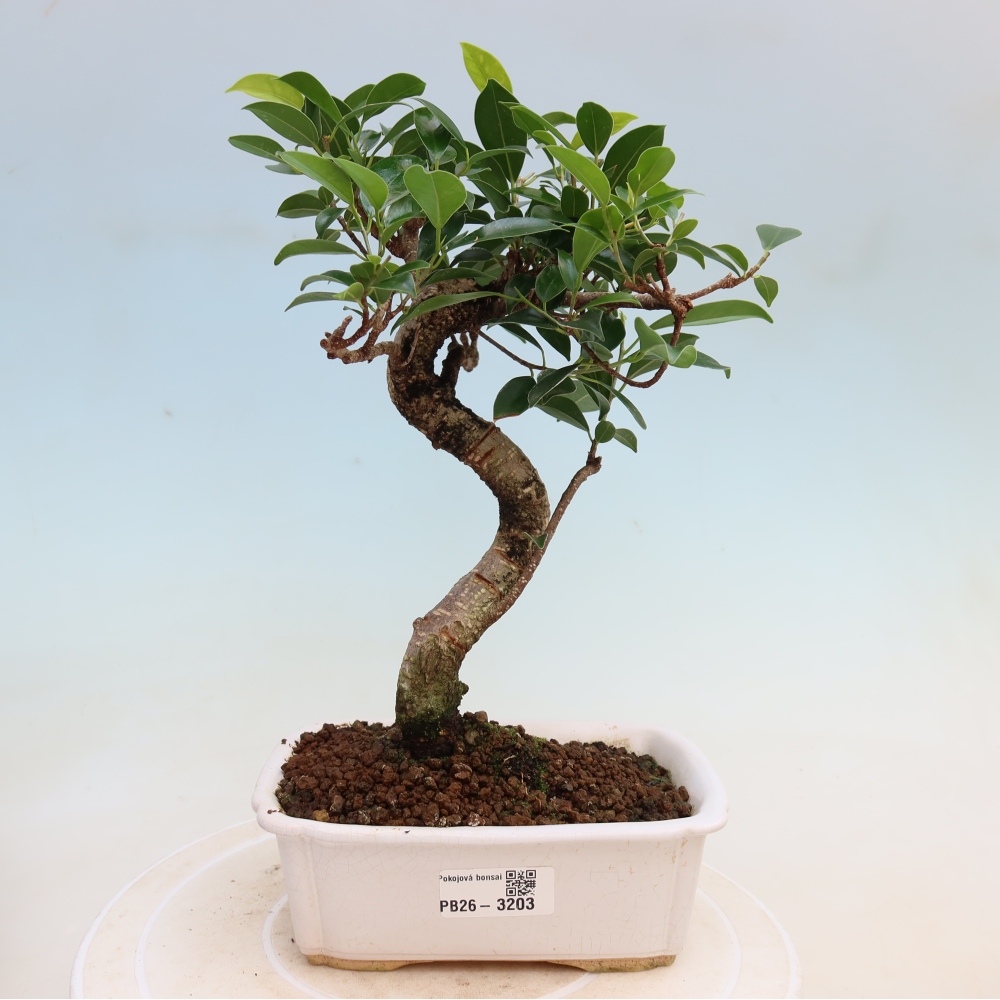 Zimmerbonsai - Ficus kimmen - Kleinblättriger Ficus