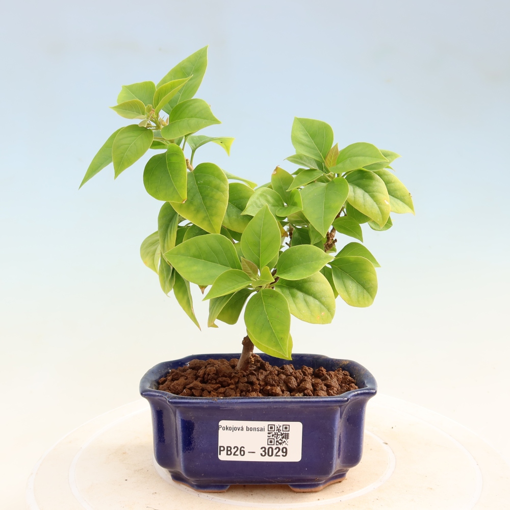 Zimmer Bonsai - Bouganwilea