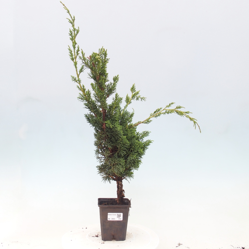 Bonsai für draußen - Juniperus chinensis Kishu