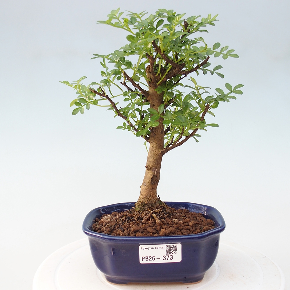 Zimmer Bonsai - Zantoxylum piperitum - Pfefferbaum