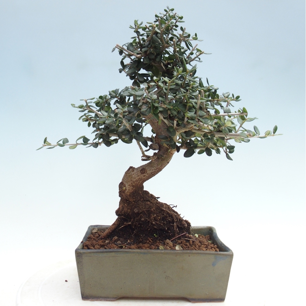 Zimmerbonsai - Olea europaea sylvestris