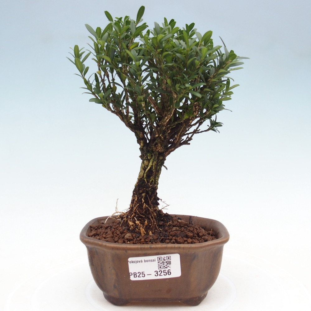 Zimmer Bonsai - Buxus harlandii - Korkbuxus