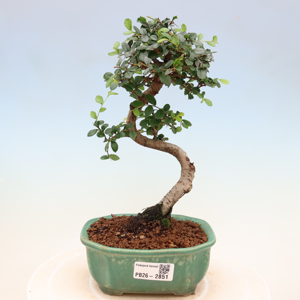 Zimmerbonsai - Ulmus parvifolia - Kleinblättrige Ulme