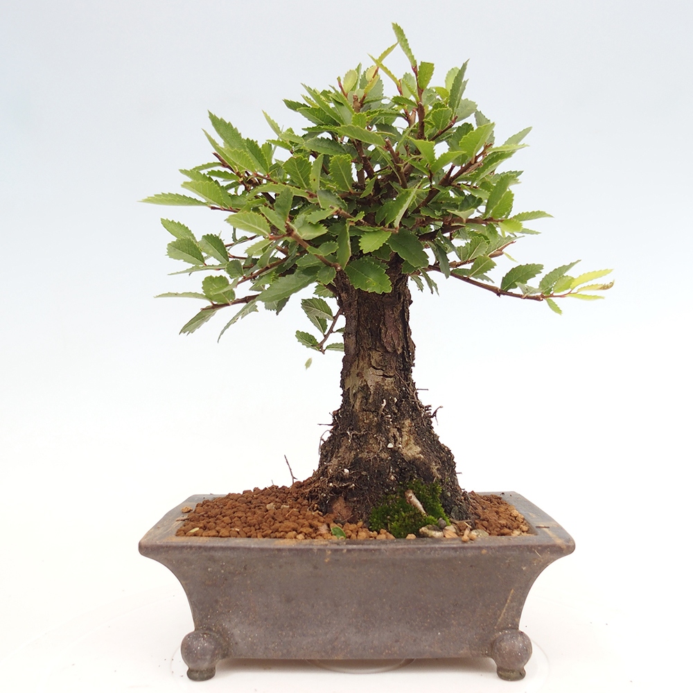 Bonsai im Freien - Zelkova - Zelkova NIRE