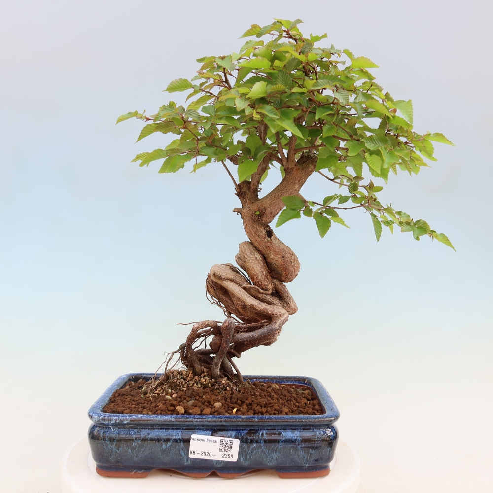 Bonsai für draußen - Karpinus Coreana - Koreanische Hainbuche