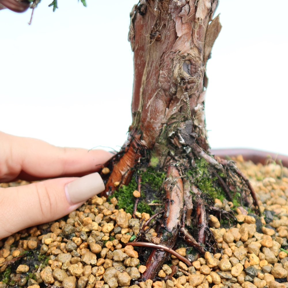 Bonsai für draußen - Juniperus chinensis Kishu