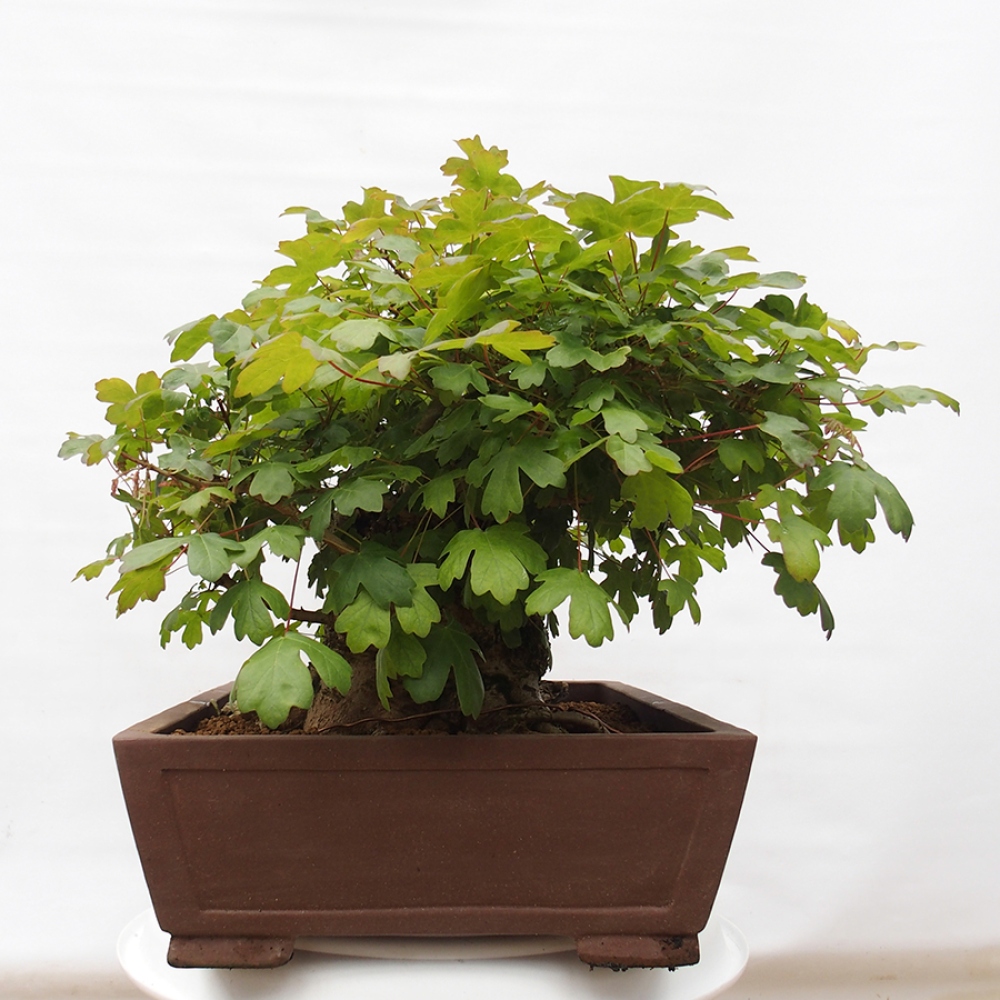 Bonsai im Freien - Baby-Ahorn - Acer campestre