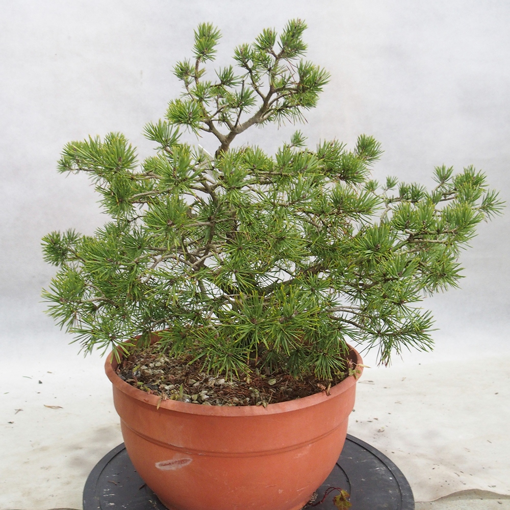 Yamadori - Pinus sylvestris 