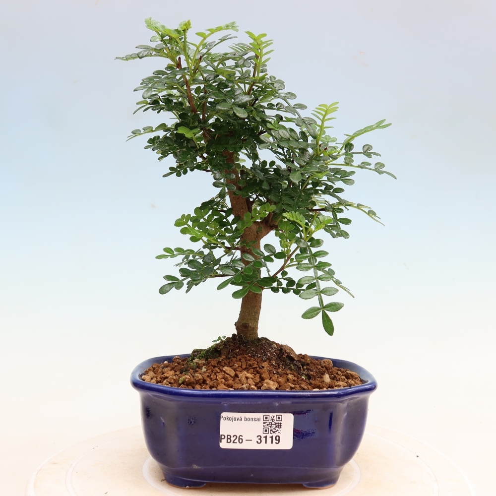 Zimmer Bonsai - Zantoxylum piperitum - Pfefferbaum