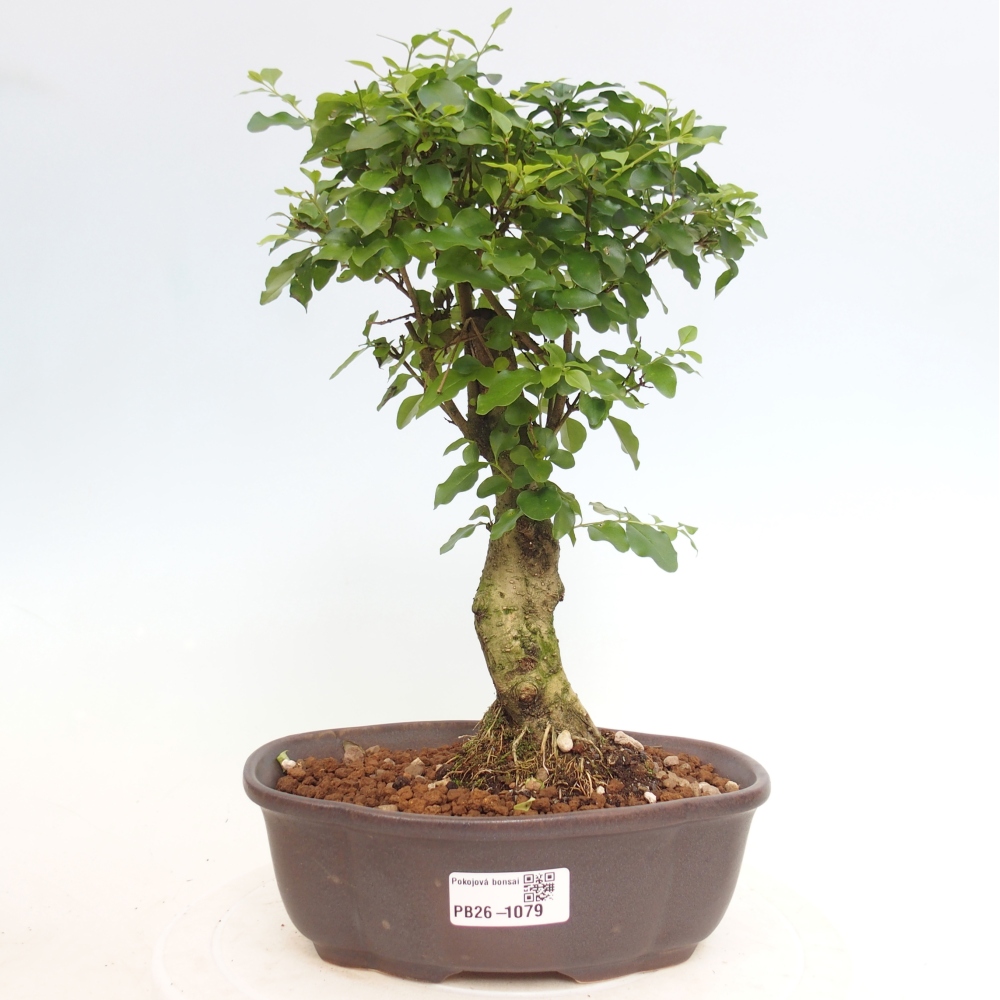 Zimmer Bonsai -Ligustrum chinensis - Vogelschnabel