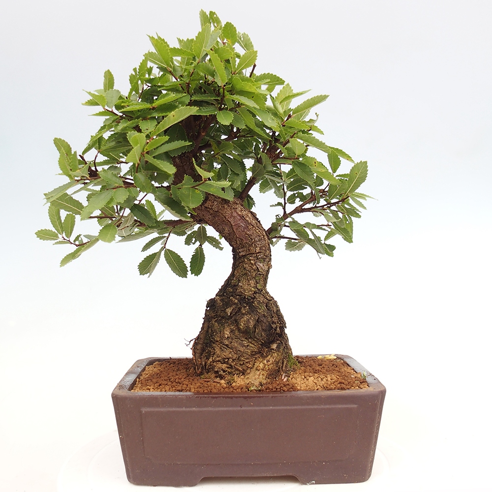 Bonsai im Freien - Zelkova - Zelkova serrata