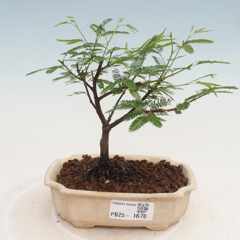 Zimmer Bonsai-Calliandra surinamensis Dixie Pink -Kaliandra von Suria