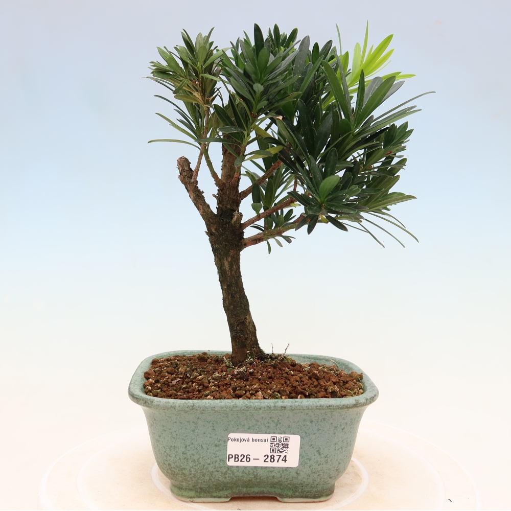 Zimmerbonsai - Podocarpus - Stein-Eibe
