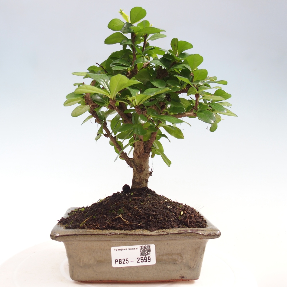 Zimmerbonsai - Carmona Macrophylla - Fuki-Tee