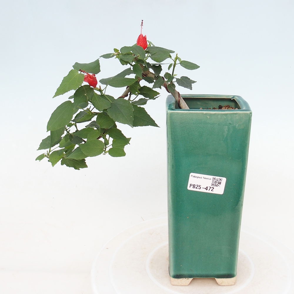 Zimmerbonsai - Malvaviscus arboreus - holziger Hibiskus