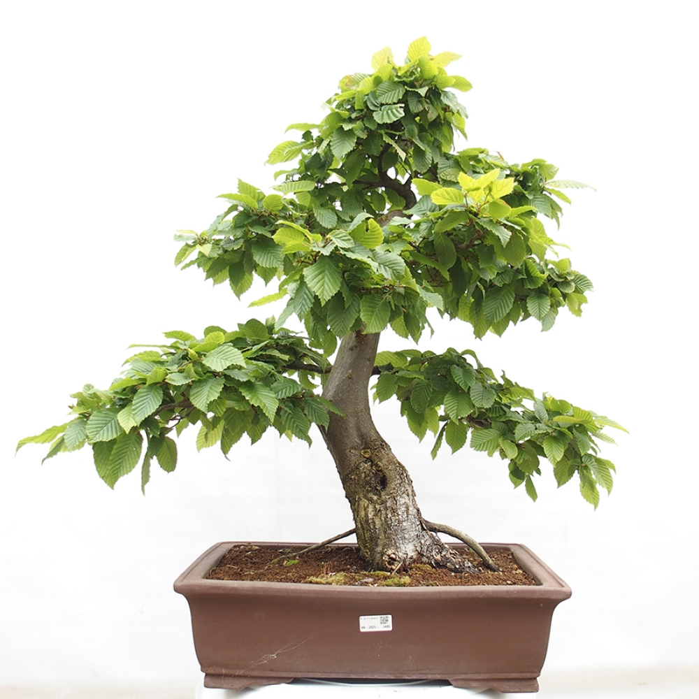 Bonsai im Freien - Hainbuche - Carpinus betulus