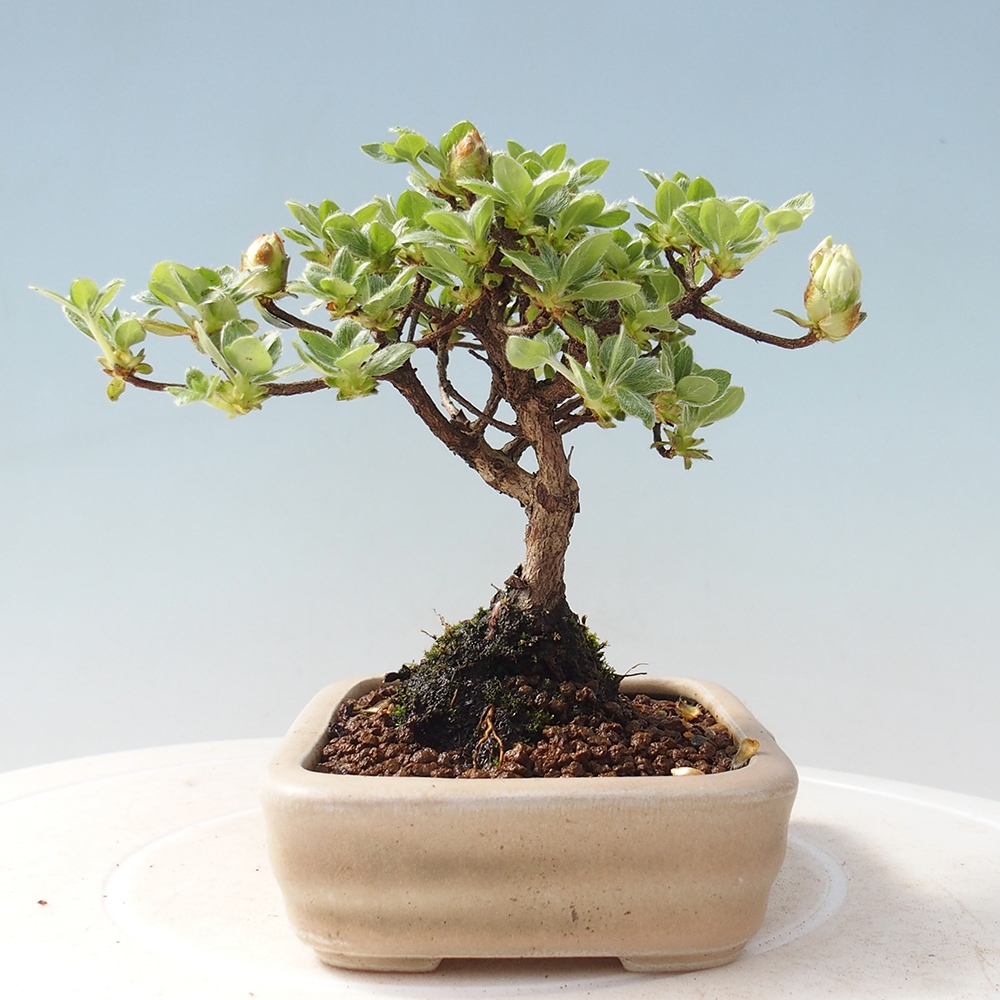 Outdoor-Bonsai - Rododendron indicum - Japanische Azalee