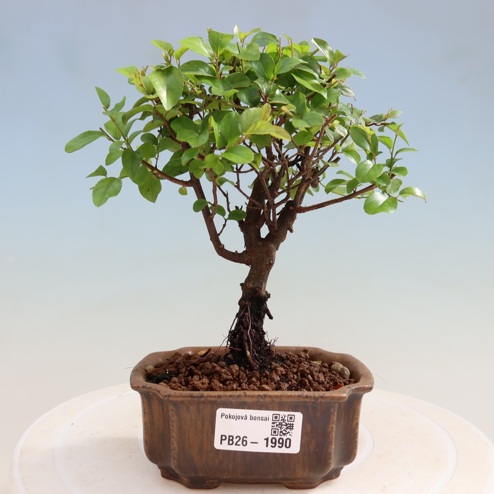 Zimmer Bonsai - Sageretia thea - Sageretia thea