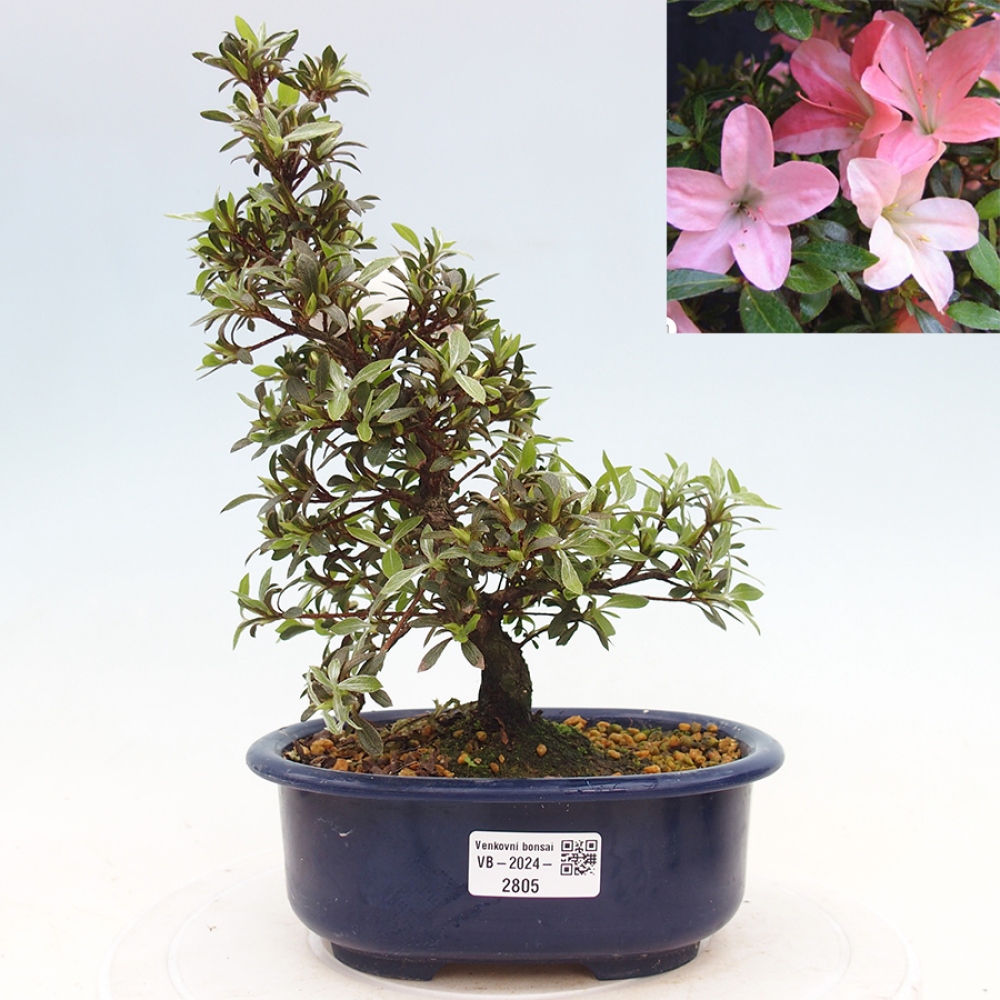 Bonsai im Freien - Japanische Azalee - Azalea Nikko