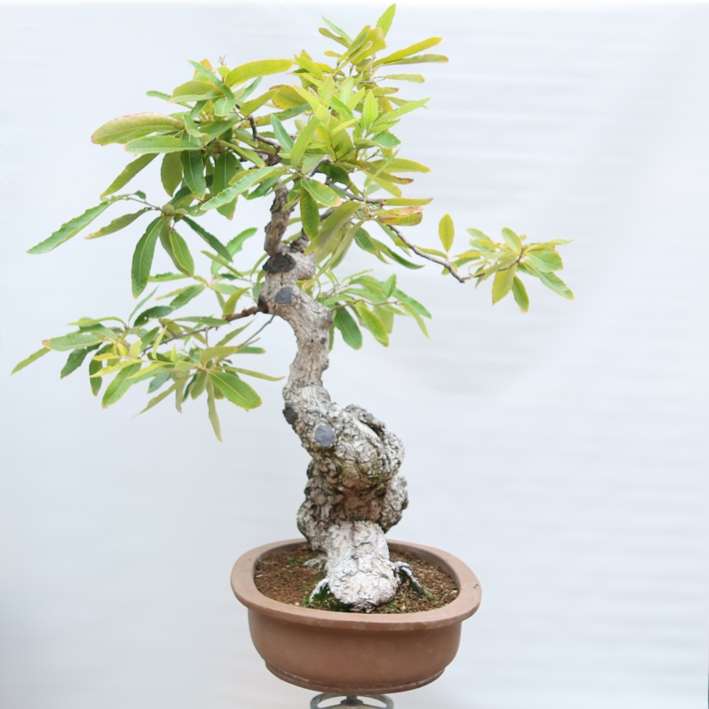 Bonsai für den Außenbereich – Quercus castaneifolia – Kastanienblättrige Eiche
